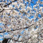 20260402桜満開