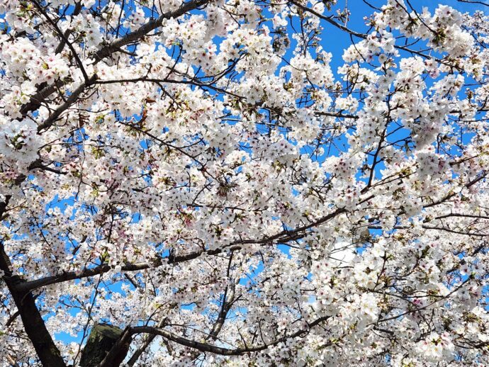 20260402桜満開