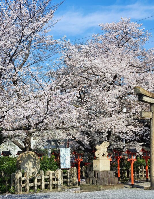 20260402六孫王神社桜満開